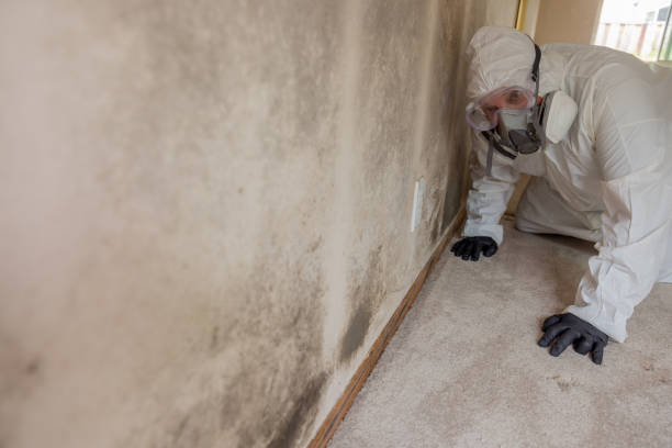 Best Residential Mold Inspection & Testing in Bellaire, TX